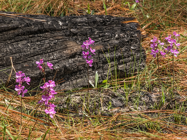 Calopogon multiflorus (Manyflowered Grass-pink orchid)