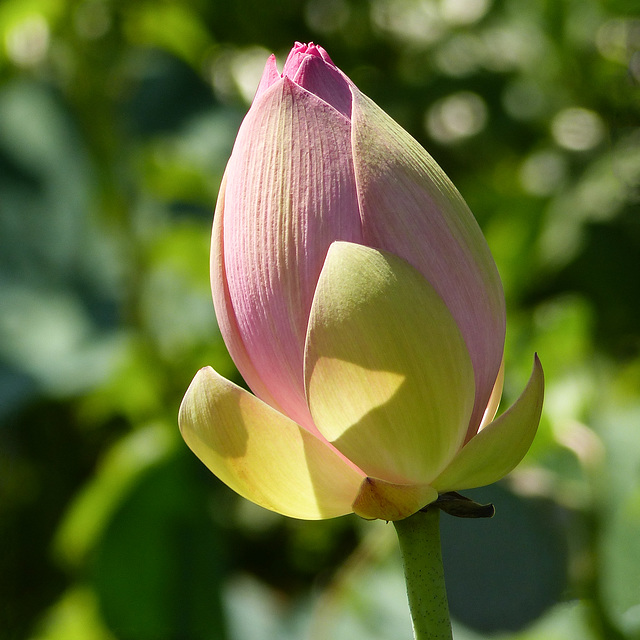 Lotus, Nariva Swamp afternoon, Trinidad