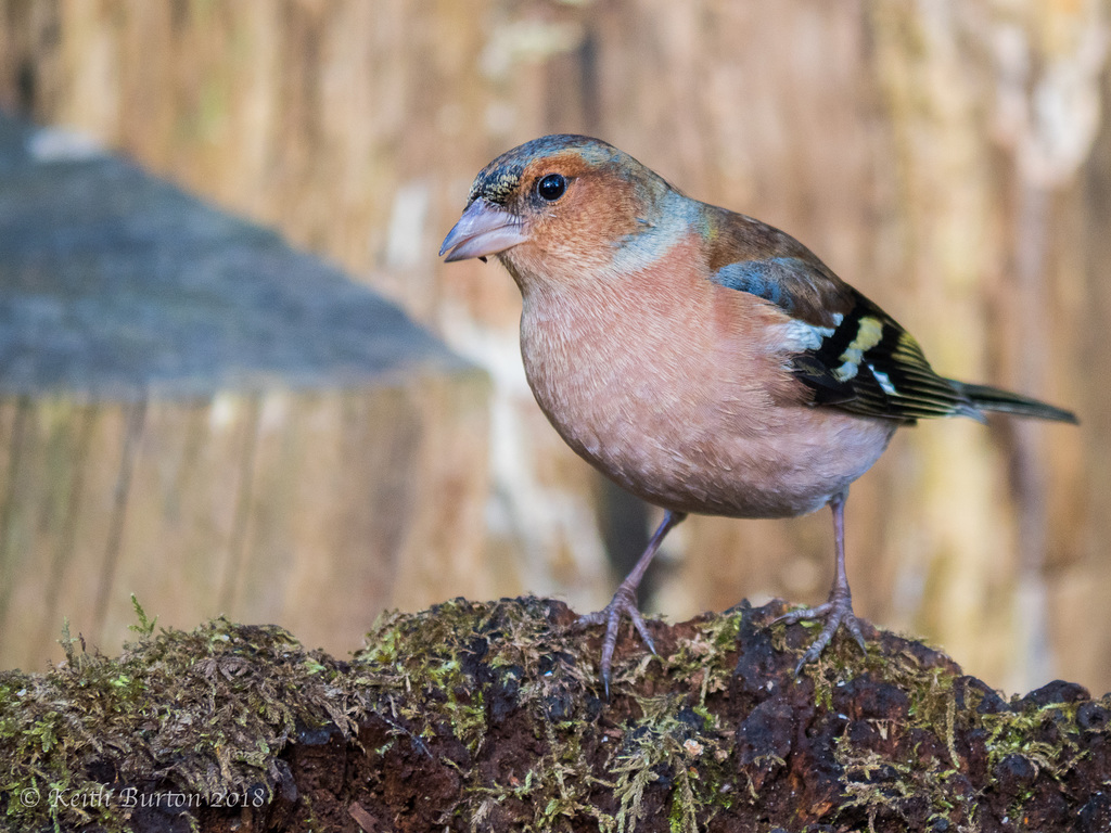 Male Chaffinch