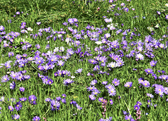 lila Gänseblümchen