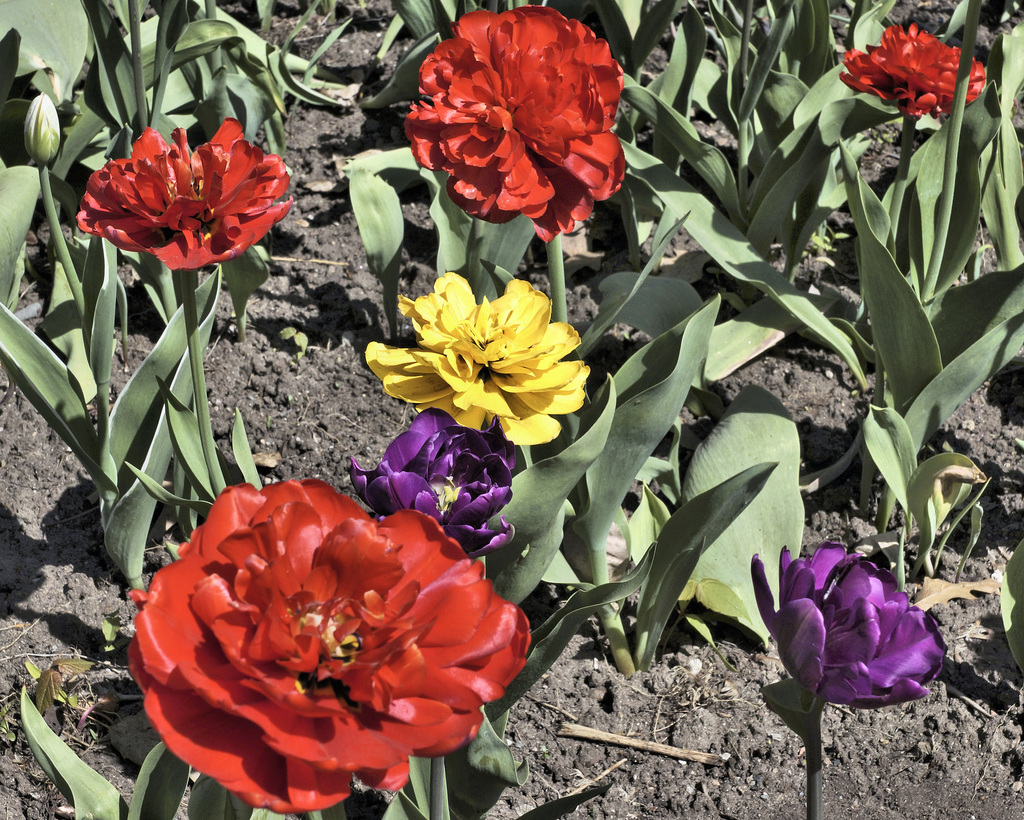 Variety – Canadian Tulip Festival, Dow’s Lake, Ottawa, Ontario, Canada