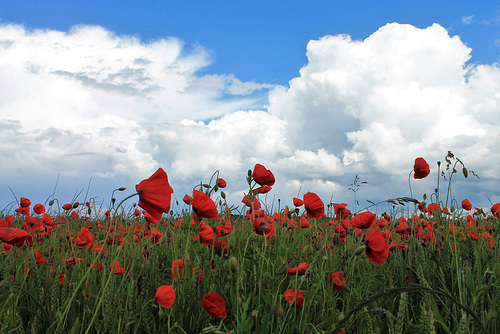 Bleu Blanc Rouge