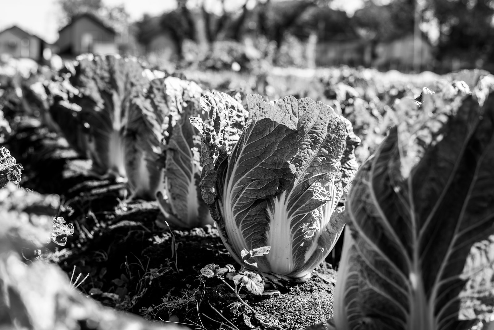 Chinese cabbage field
