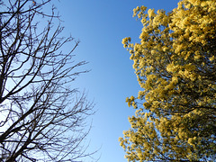 la vie en bleu et jaune