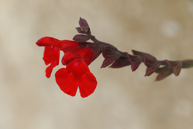 Riverwalk Flowers