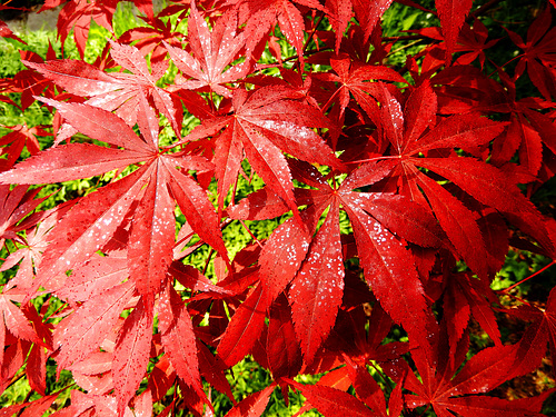 Acer palmatum