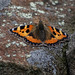 Small Tortoiseshell butterfly