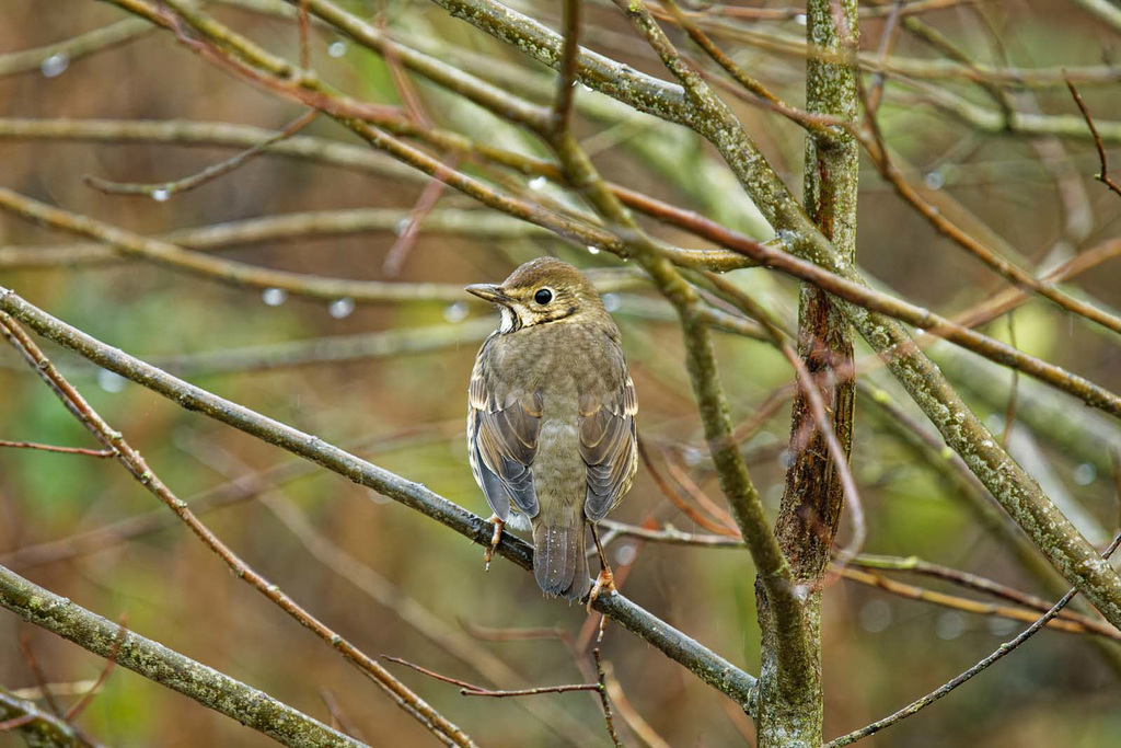 Song thrush