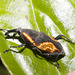 IMG 7200 Weevil