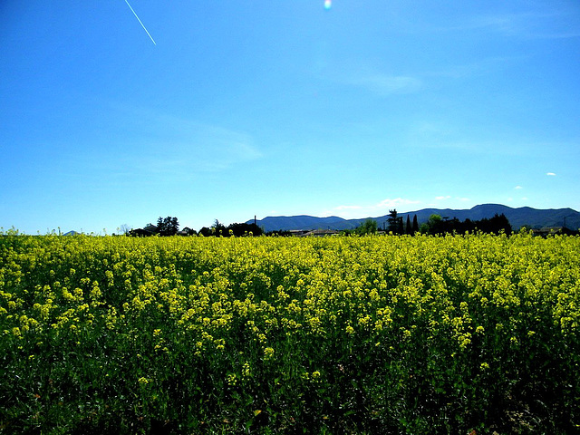 Champ de Colza