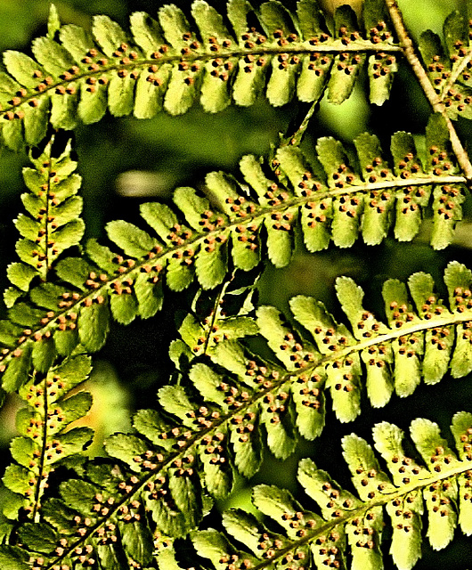 Ferns 1