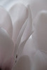 DSCF2243