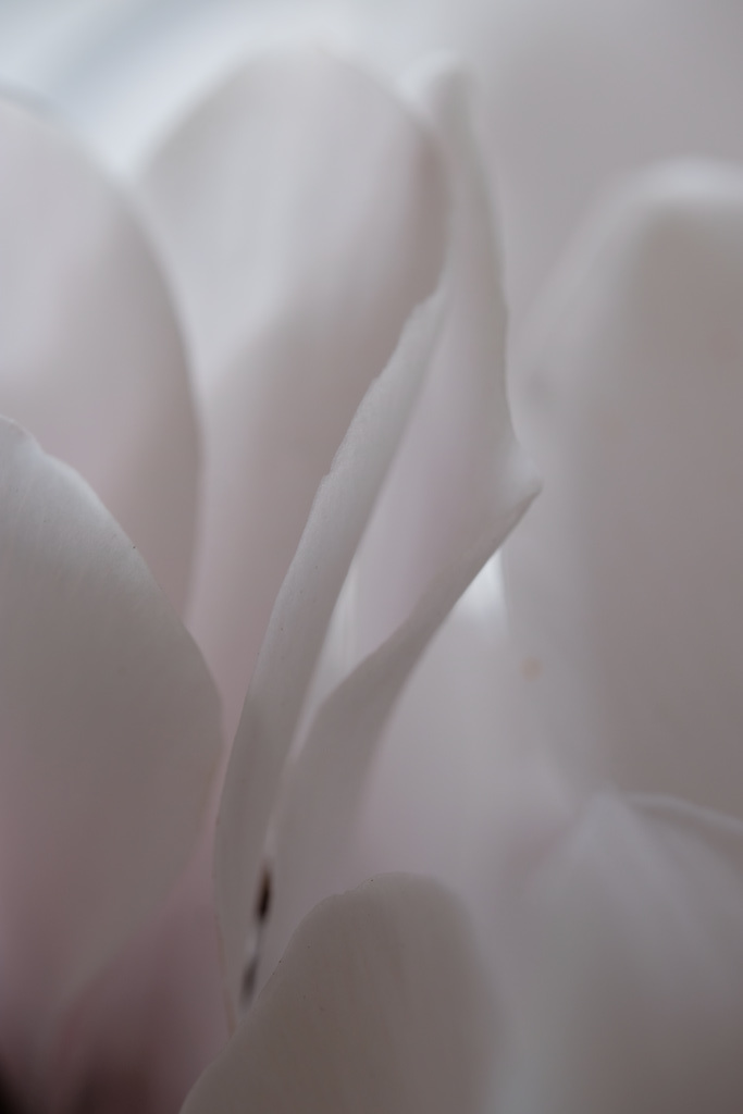 DSCF2243