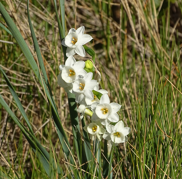 ...Narcisses sauvages,pour vous souhaiter une belle semaine...