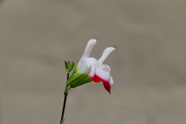 Riverwalk Flowers