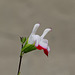 Riverwalk Flowers