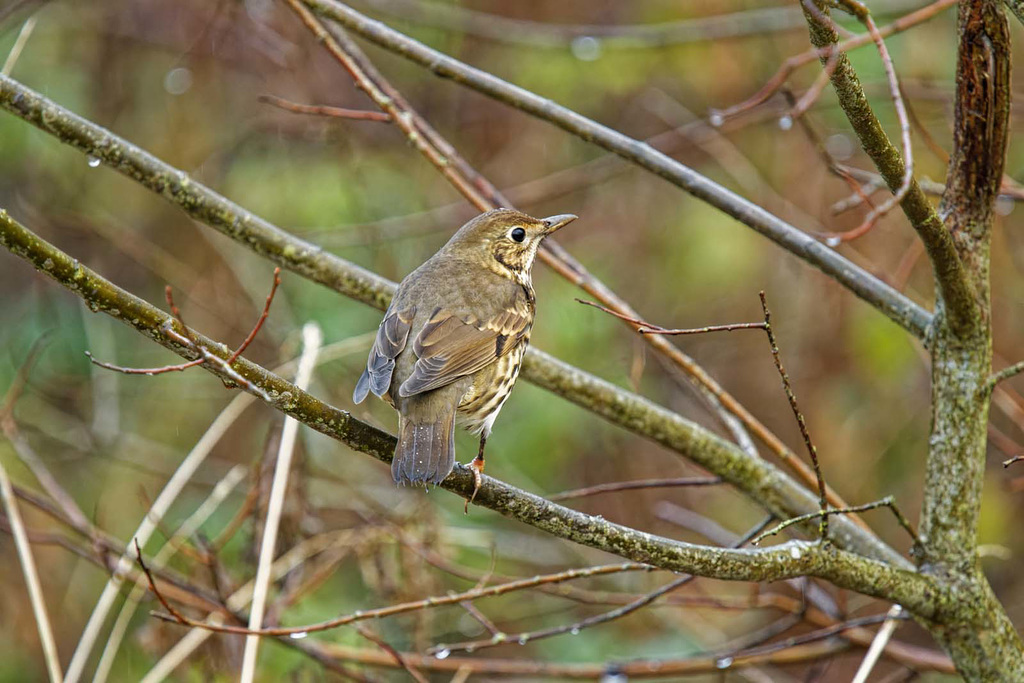 Song thrush
