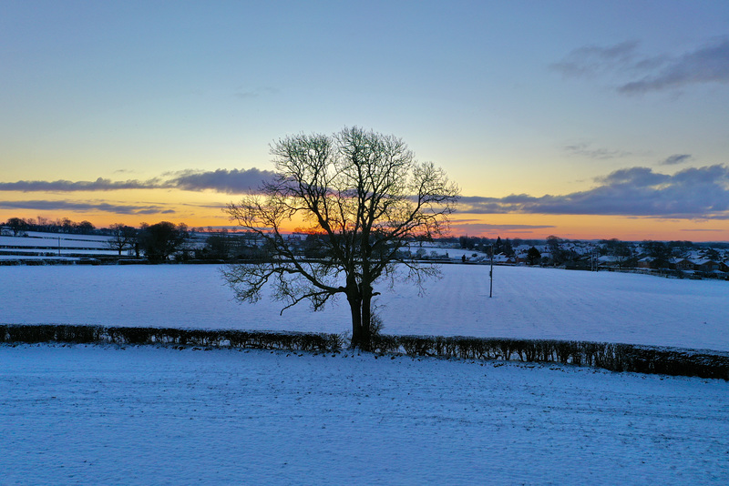 Lone tree at sunrise