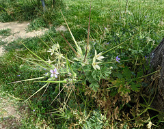 erodium bec-de-cigogne (erodium cicutarium)_Embrun