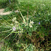 erodium bec-de-cigogne (erodium cicutarium)_Embrun