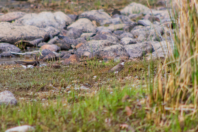 sand martins-5816