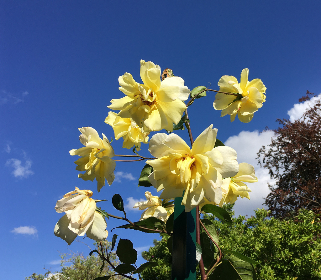 Roses jaunes pour Hélène