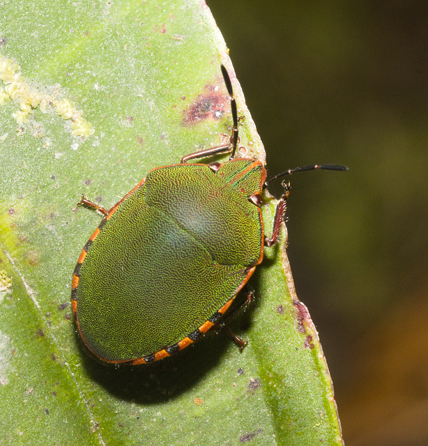 IMG 7202 Shield Bug