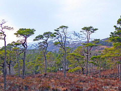 Old Scots Pines in Glen Affric against a snow-covered Carn Eige