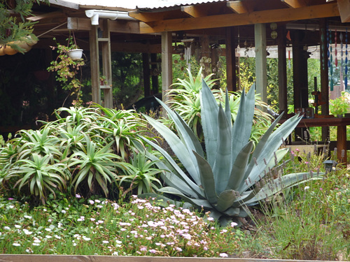Jardín de cactus en Las Cruces