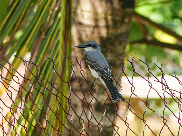 Grey Kingbird, Nariva Swamp afternoon, Trinidad