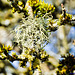 Thamnolia vermicularis-Totengebeinsflechten