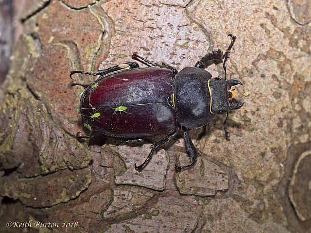 Stag Beetle (Female)