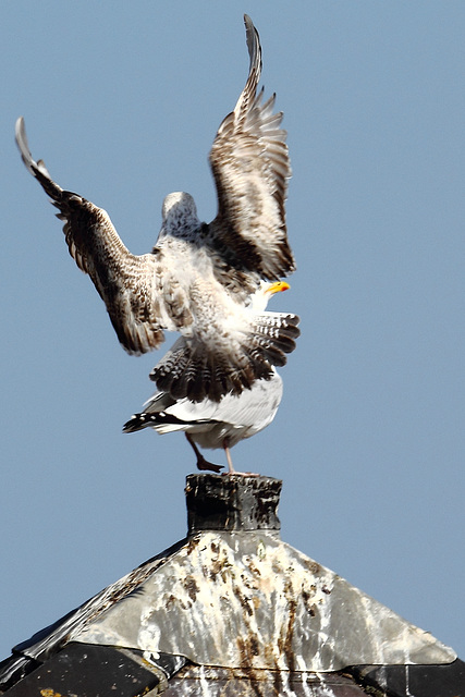 EOS 60D Unknown 16 42 55 3334 TwoGulls dpp