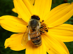 Biene auf Mädchenauge Coreopsis