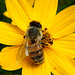 Biene auf Mädchenauge Coreopsis