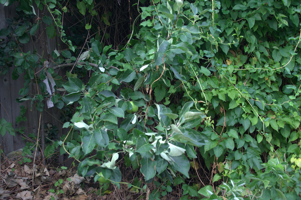 trees6a
