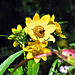 Nodding Bur Marigold