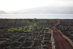 Landscape of the Pico Island Vineyard Culture