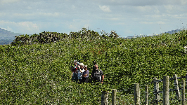 20190610 4975CPw [R~GB] Ornithologische Gruppe, Wanderung auf dem Pembrokeshire-Coast-Path, Cwm yr Eglwys, Dinas, Wales