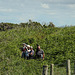 20190610 4975CPw [R~GB] Ornithologische Gruppe, Wanderung auf dem Pembrokeshire-Coast-Path, Cwm yr Eglwys, Dinas, Wales