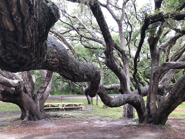 Live Oak