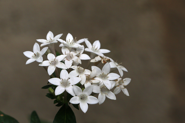 Riverwalk Flowers