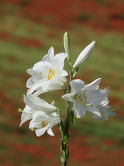 lys blanc (Liium candidum) _Embrun