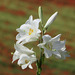 lys blanc (Liium candidum) _Embrun