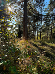 Grefsenkollen #1