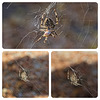 Garden Spider Garden Spider