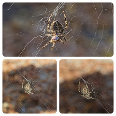 Garden Spider