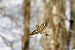 Flying Pine Siskin