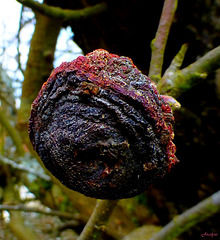 la pomme oubliée !