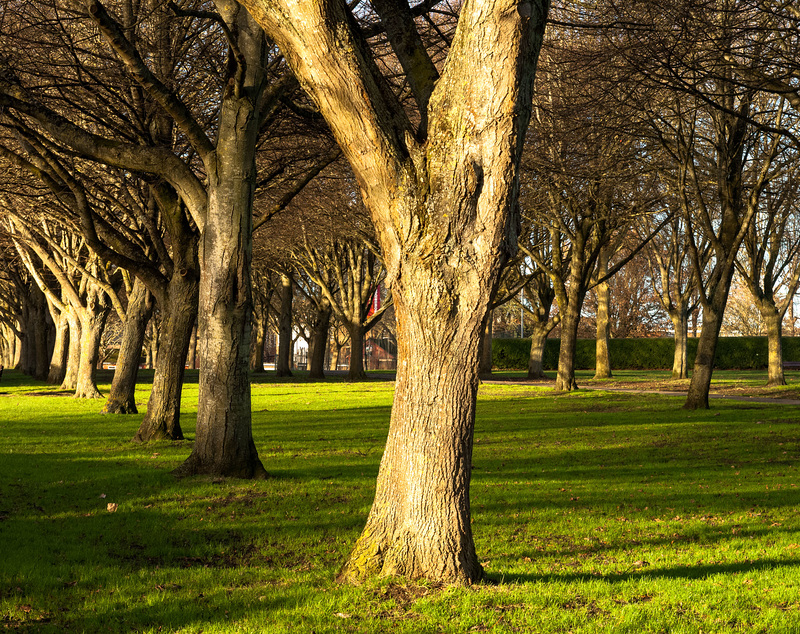 Trees in the Park